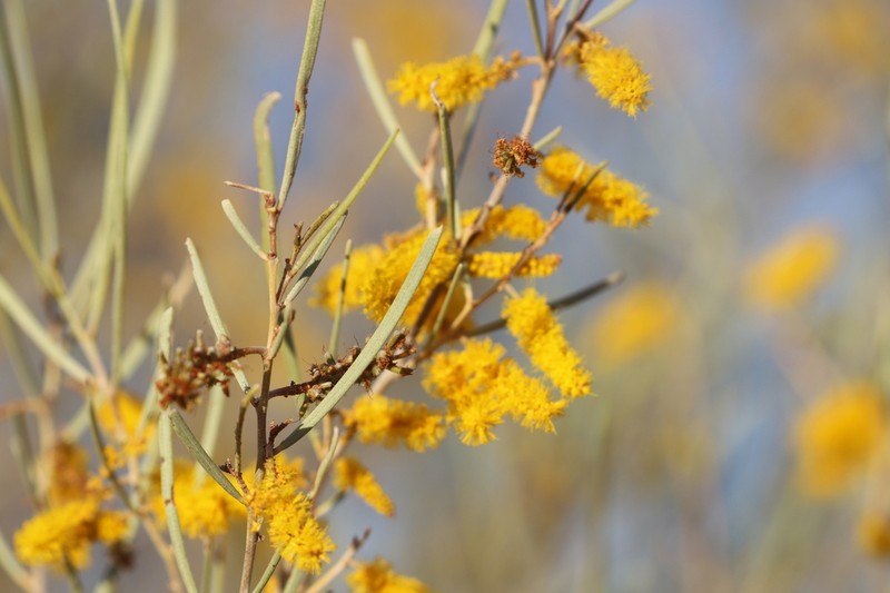 Turpentine Mulga photo 5