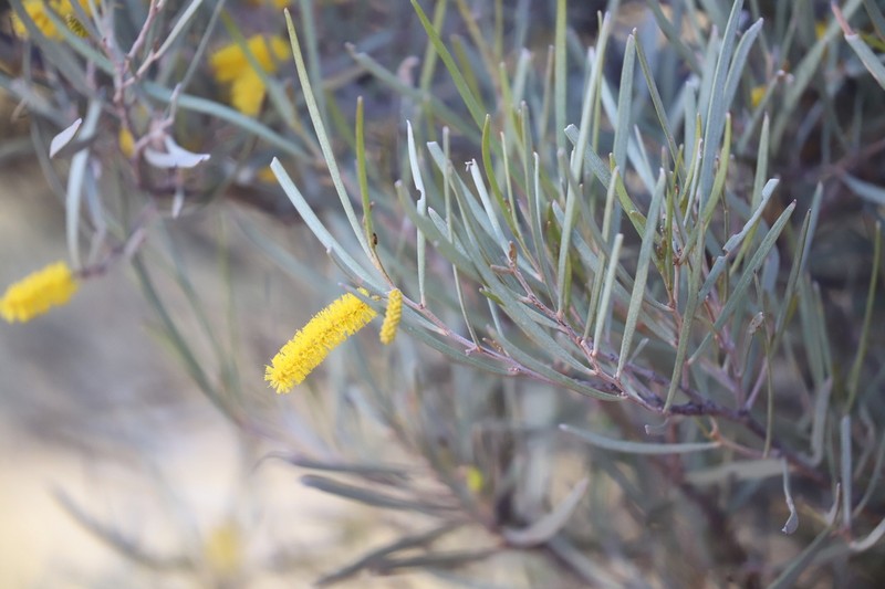 Turpentine Mulga photo 6