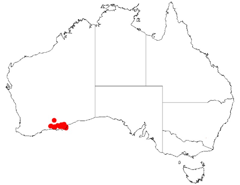 Acacia bracteolata