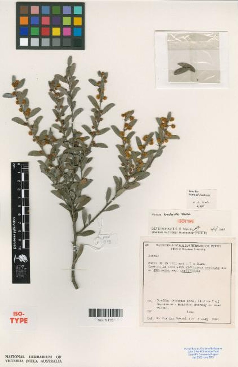 Acacia bracteolata photo 2