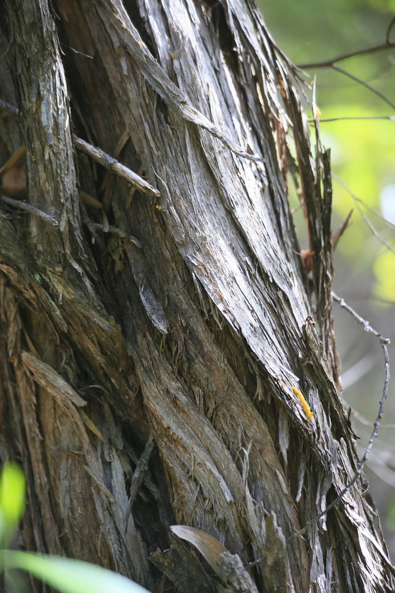 Acacia brassii photo 3