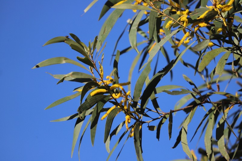 Acacia brassii photo 4