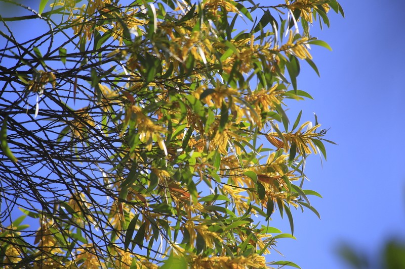 Acacia brassii photo 5