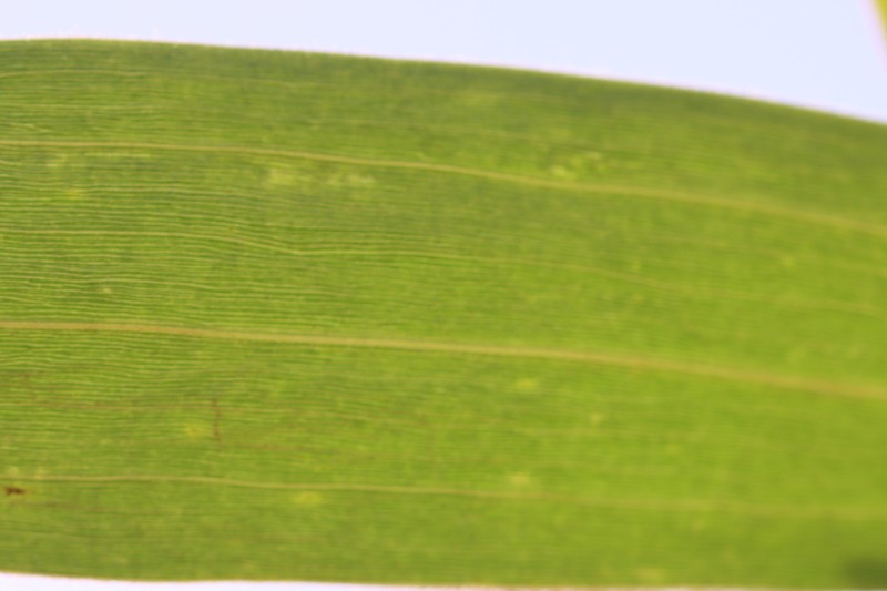 Acacia brassii photo 6