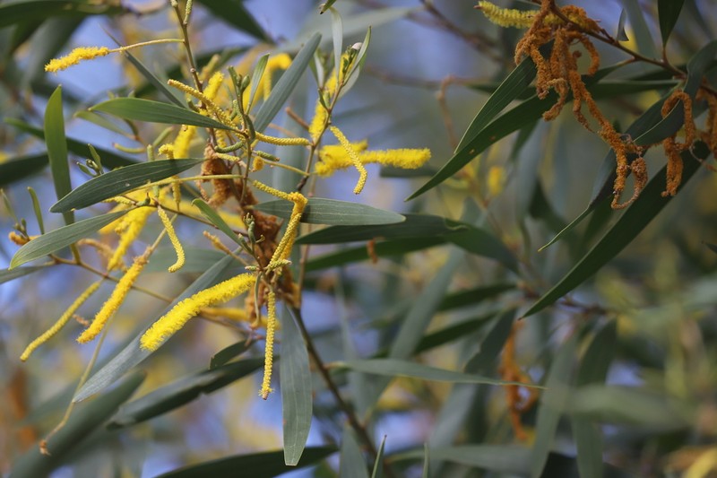 Acacia brassii photo 7