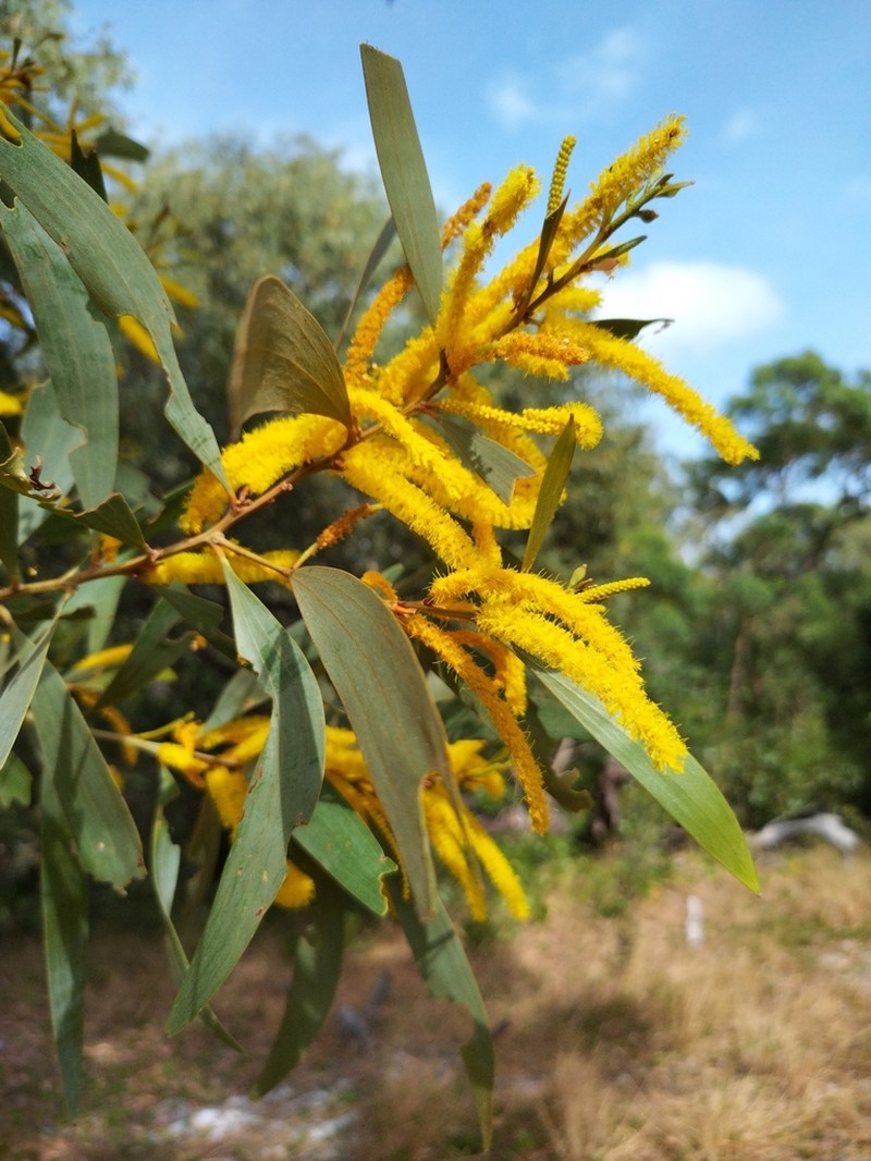 Acacia brassii photo 8