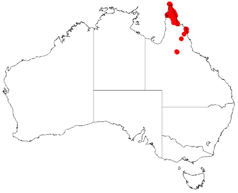 Acacia brassii