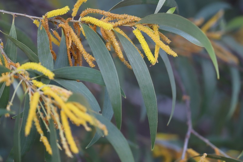 Acacia brassii photo 2