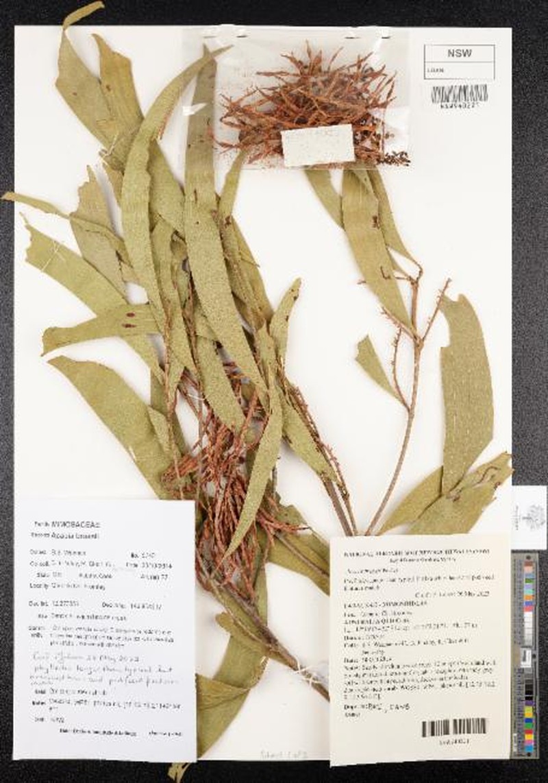 Acacia brassii photo 3
