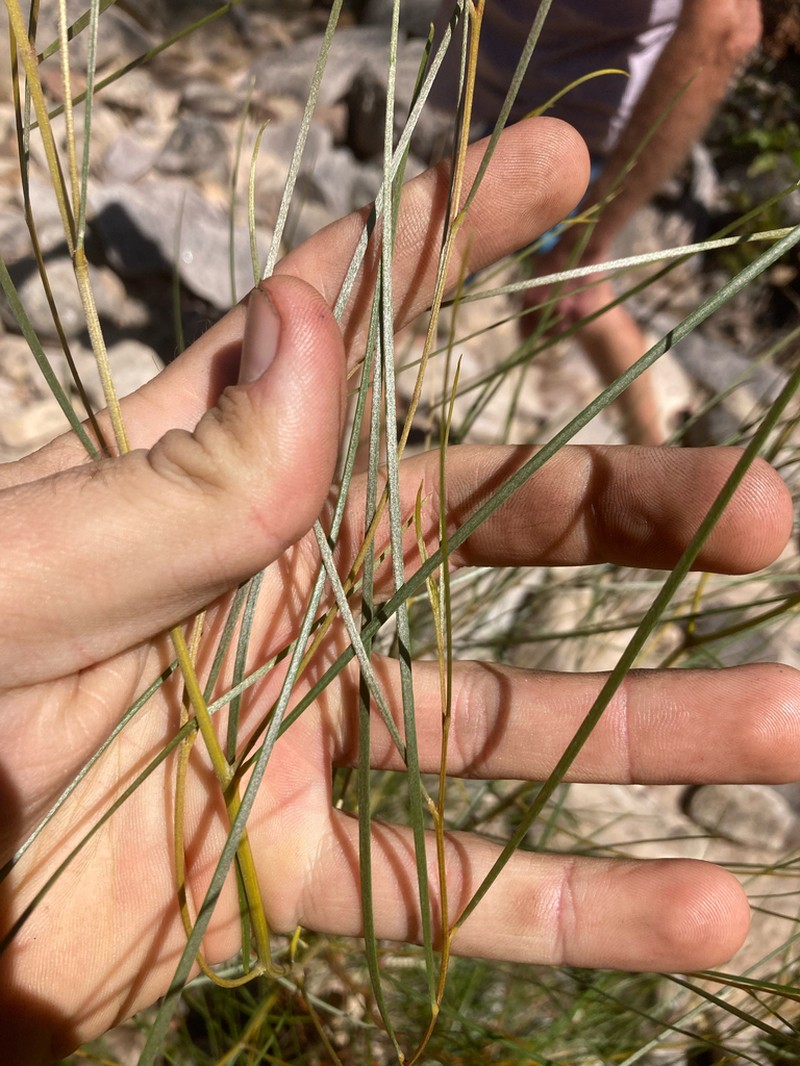 Acacia brockii