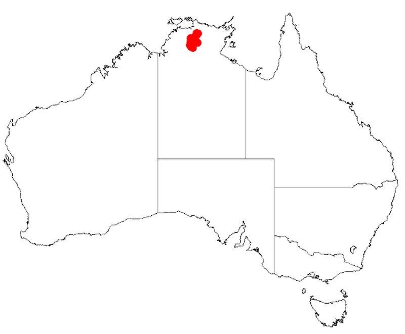 Acacia brockii