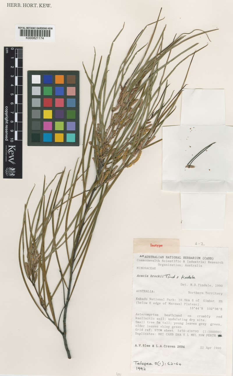 Acacia brockii photo 2