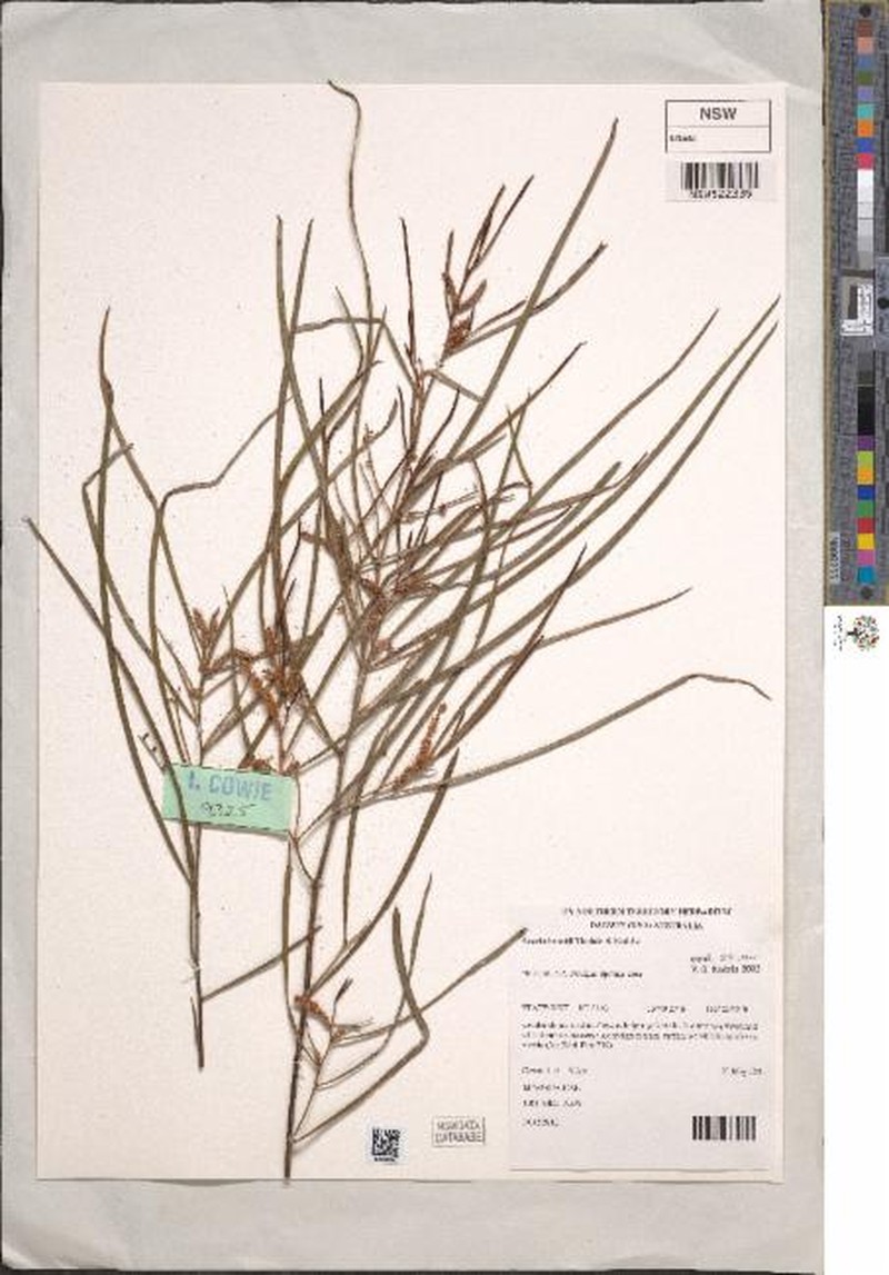 Acacia brockii photo 3