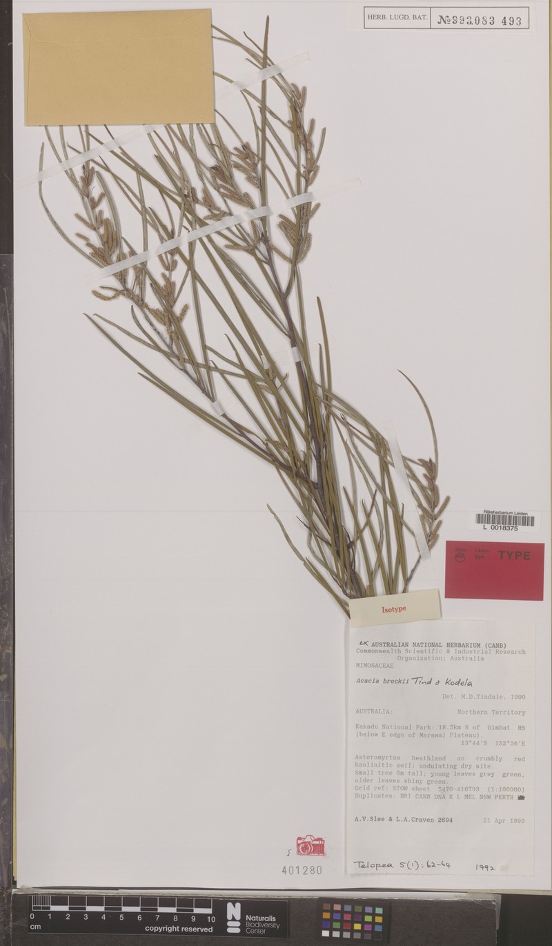Acacia brockii photo 4