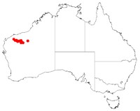 Acacia bromilowiana
