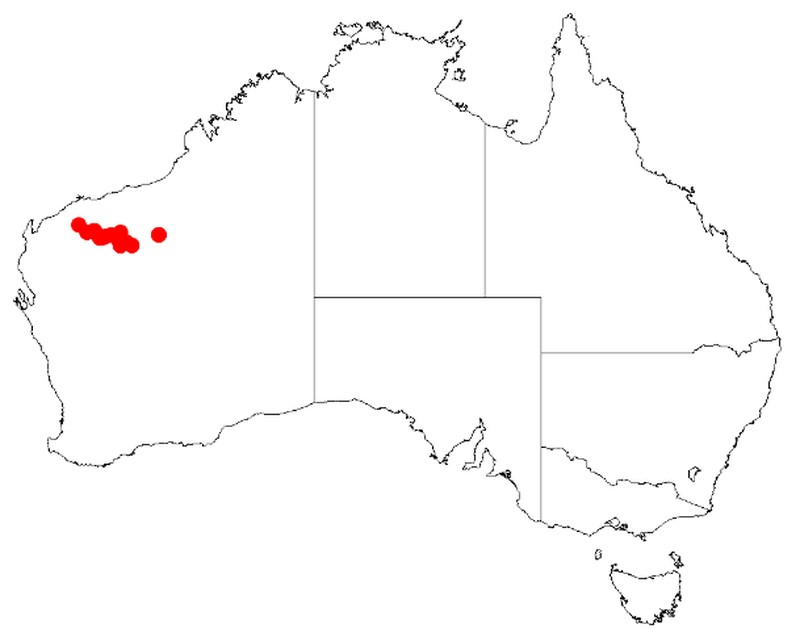 Acacia bromilowiana