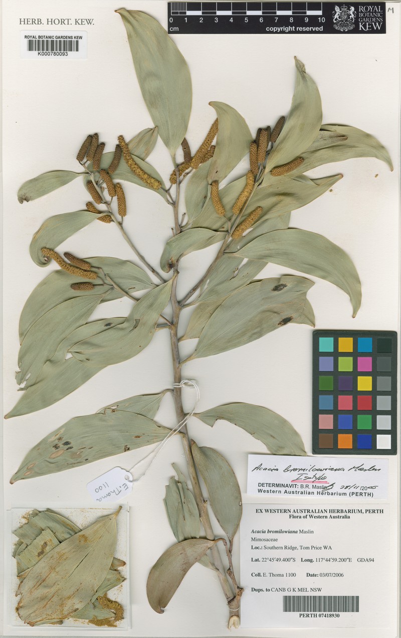 Acacia bromilowiana photo 2