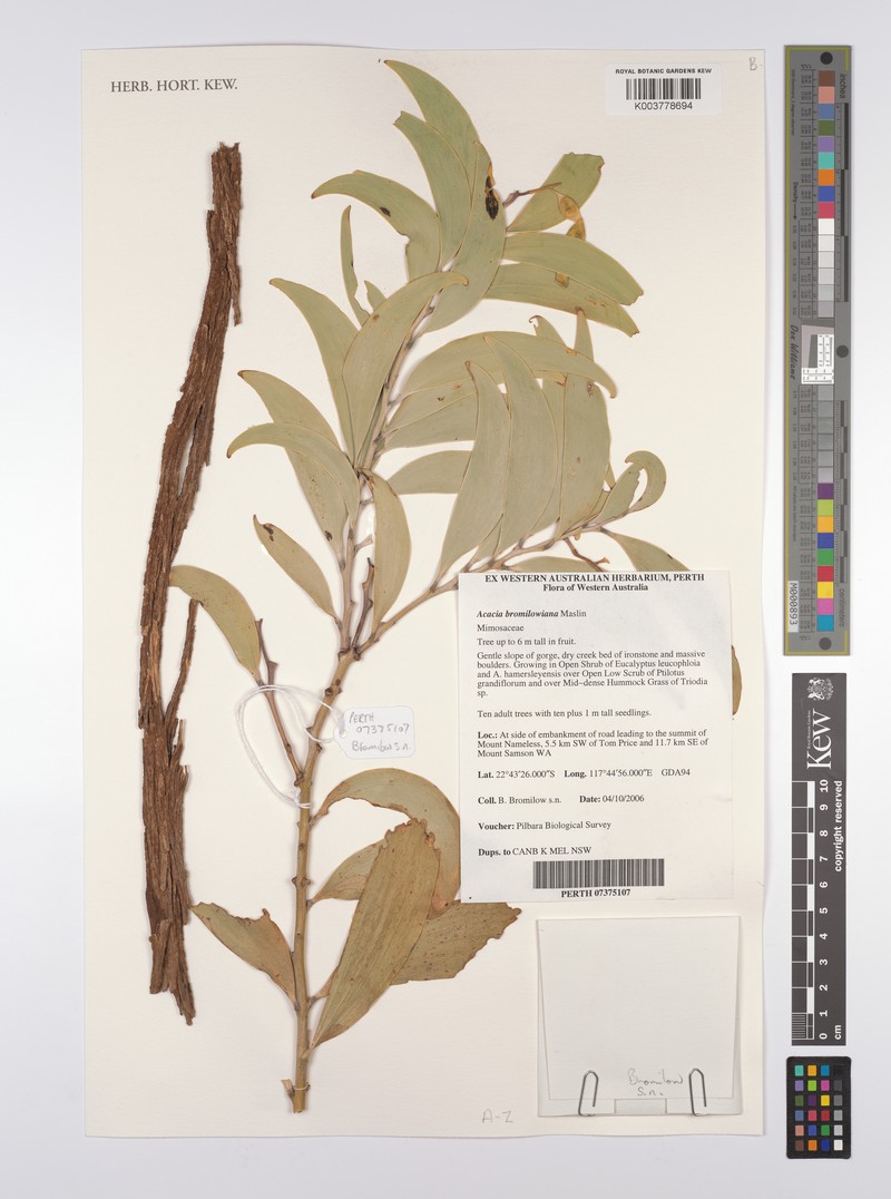 Acacia bromilowiana photo 3