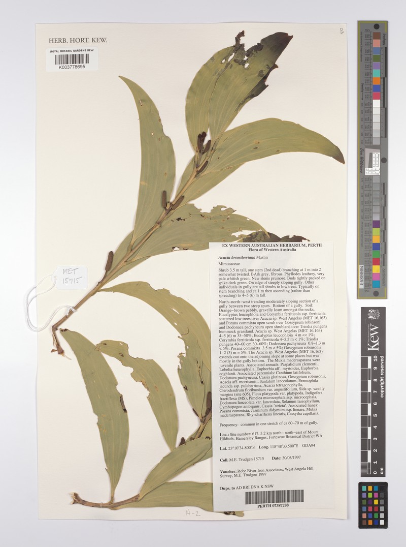 Acacia bromilowiana photo 4