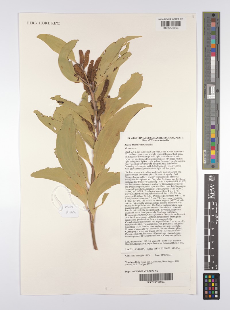 Acacia bromilowiana photo 5