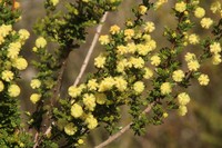 Acacia browniana