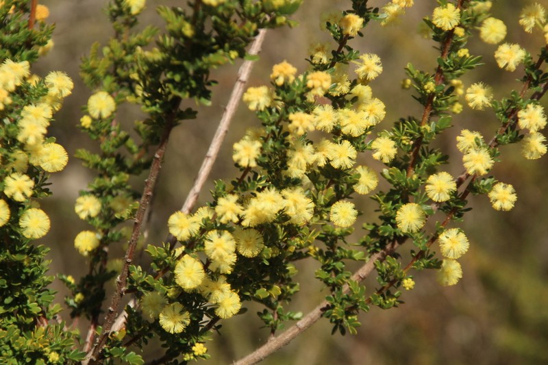Acacia browniana