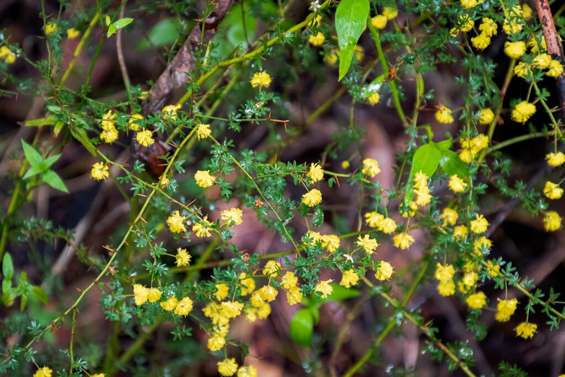 Acacia browniana photo 2