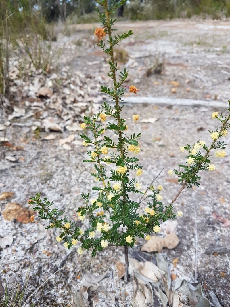 Acacia browniana photo 3