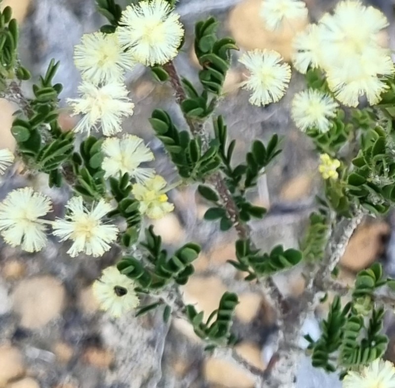 Acacia browniana photo 4