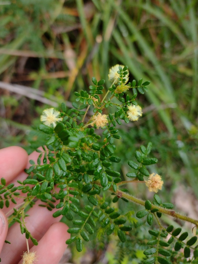 Acacia browniana photo 5
