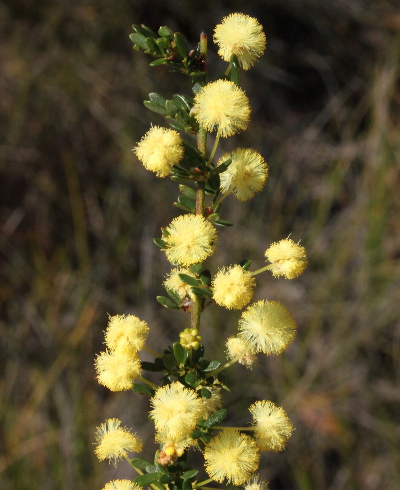 Acacia browniana photo 6