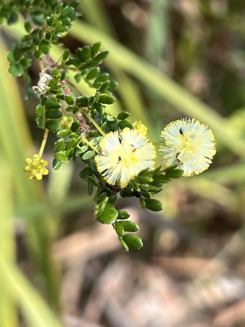 Acacia browniana photo 7