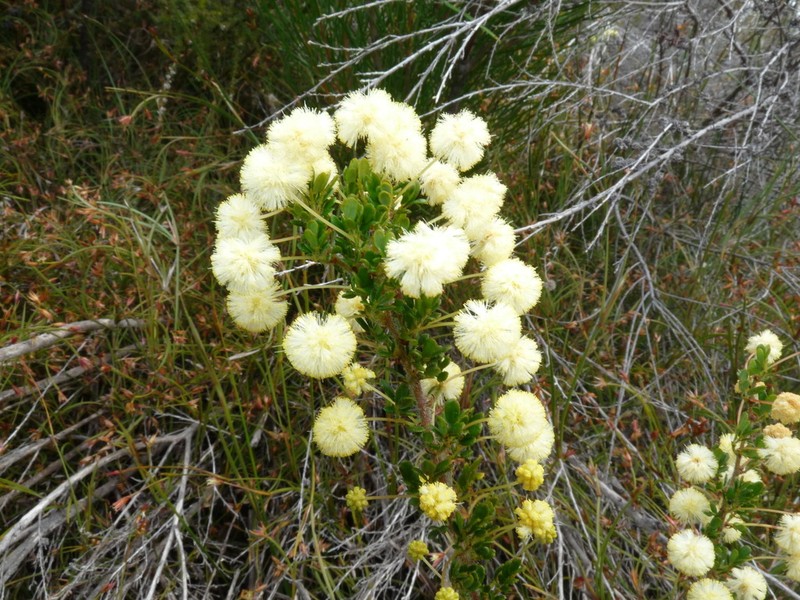 Acacia browniana photo 8