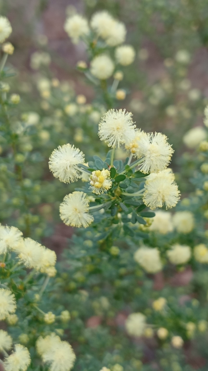 Acacia browniana var. browniana