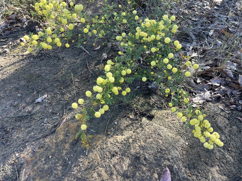 Acacia browniana var. browniana photo 2