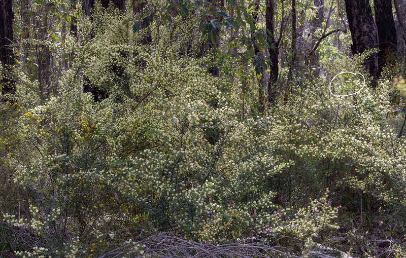 Acacia browniana var. browniana photo 3