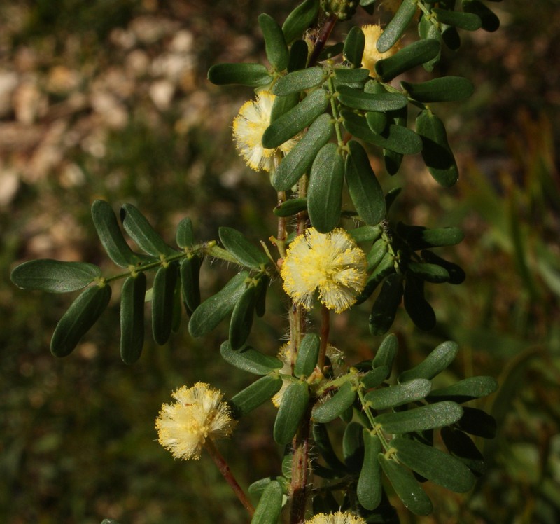 Acacia browniana var. browniana photo 5