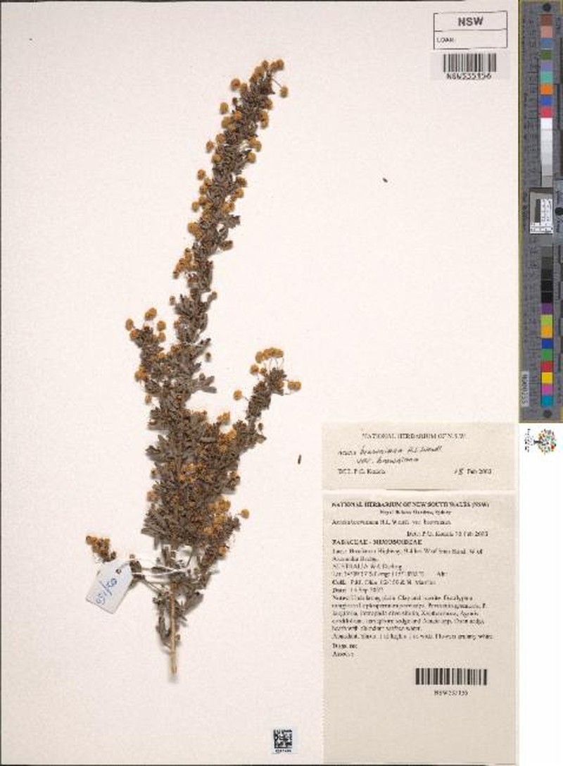 Acacia browniana var. browniana photo 6