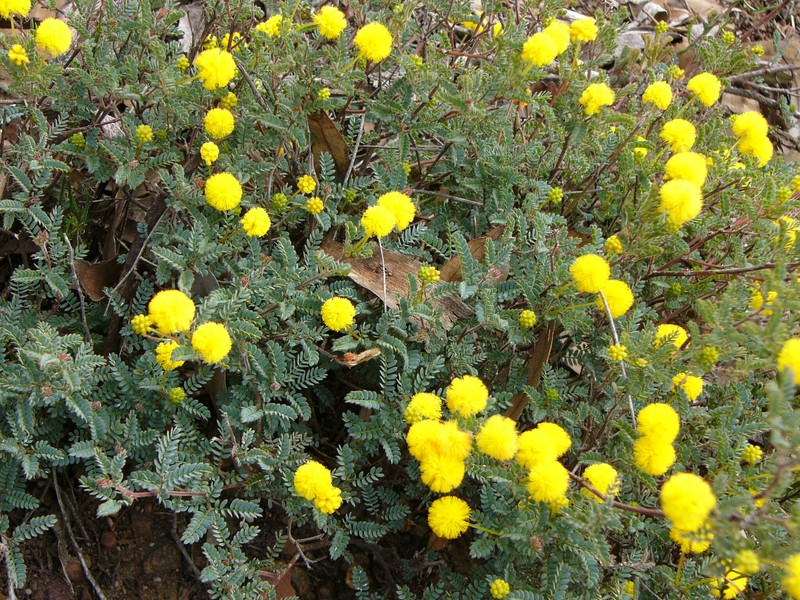 Acacia browniana var. endlicheri