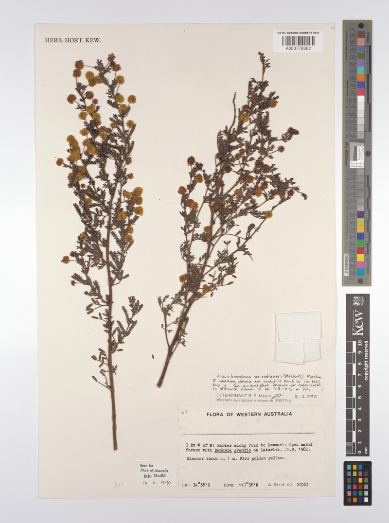 Acacia browniana var. endlicheri photo 2