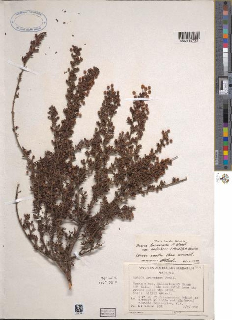Acacia browniana var. endlicheri photo 3