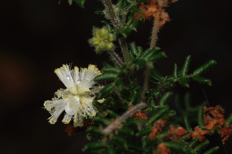 Acacia browniana var. obscura
