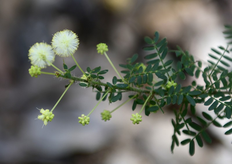 Acacia browniana var. obscura photo 2