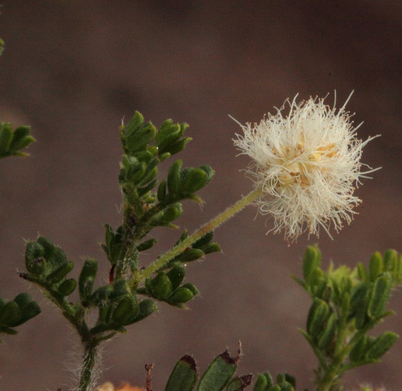 Acacia browniana var. obscura photo 3