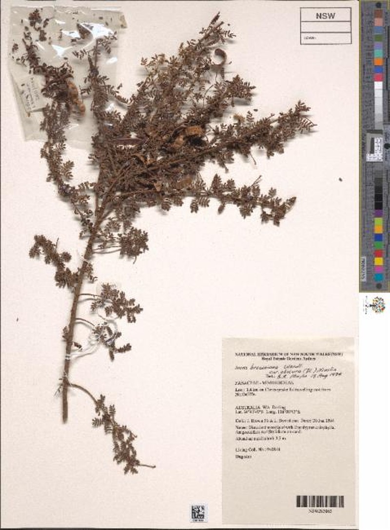 Acacia browniana var. obscura photo 4