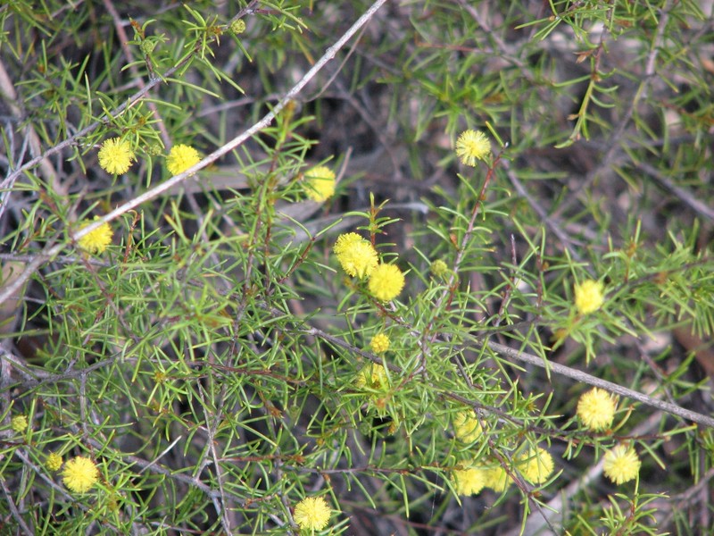 Acacia brownii
