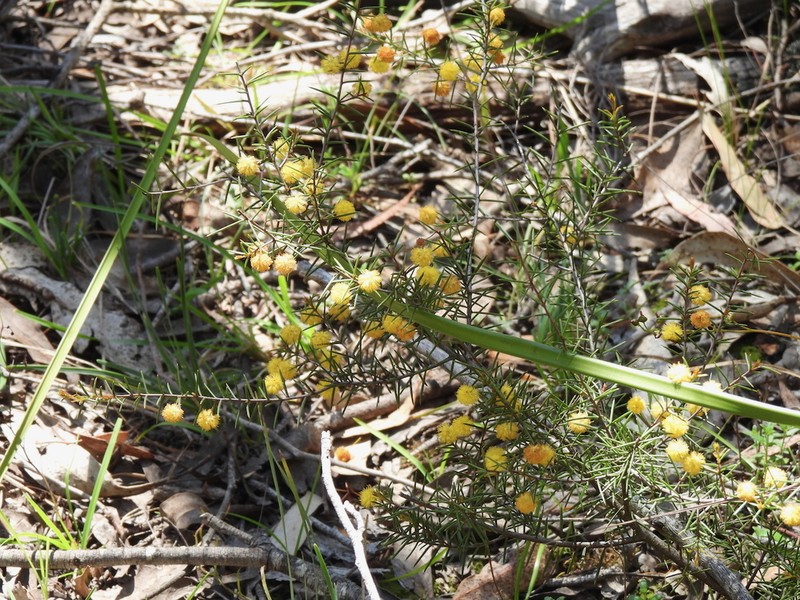 Acacia brownii photo 2