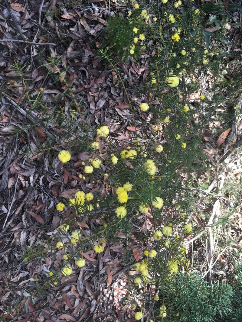 Acacia brownii photo 3