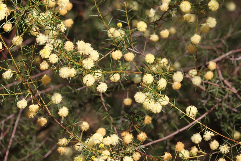 Acacia brownii photo 5