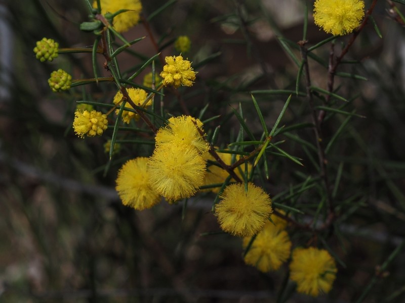 Acacia brownii photo 6
